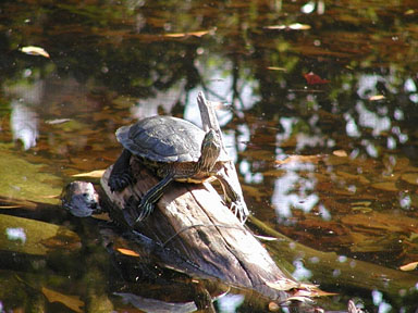 File:Sitting turtle.jpg