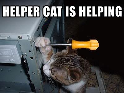 File:Helpercat.jpg