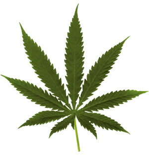 File:Leaf of Marijuana.jpg