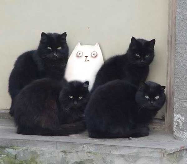 File:Stupid cat among normal cats.jpg