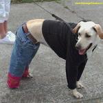 File:Dog in jeans and black jumper.jpg