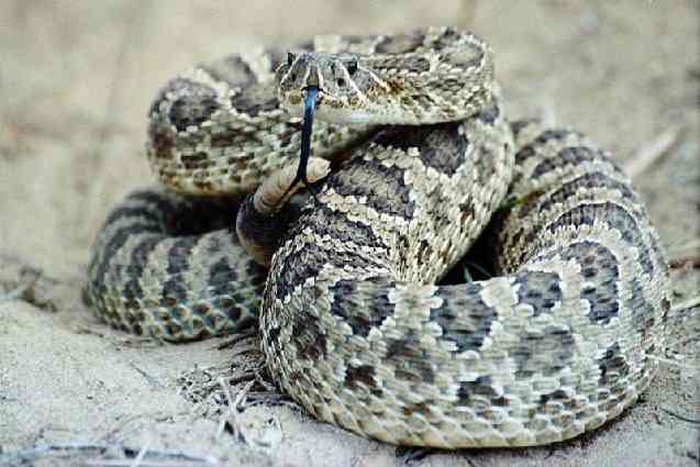 File:Rattlesnake.jpg