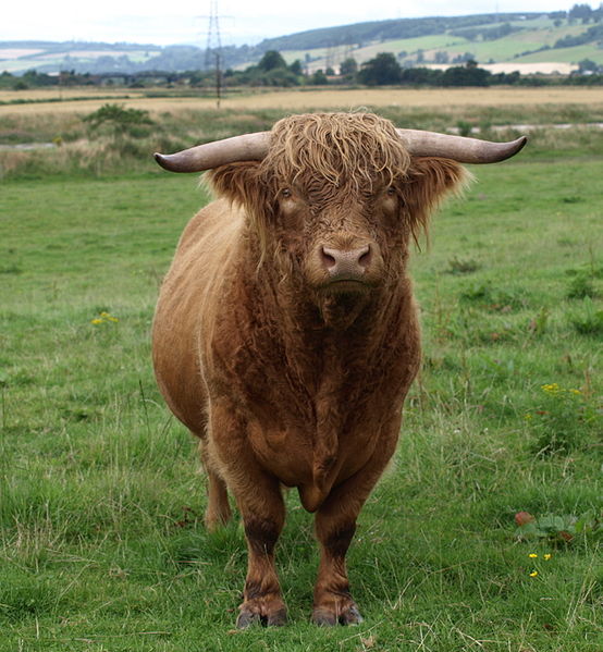 File:554px-Highland Cattle bull.jpg