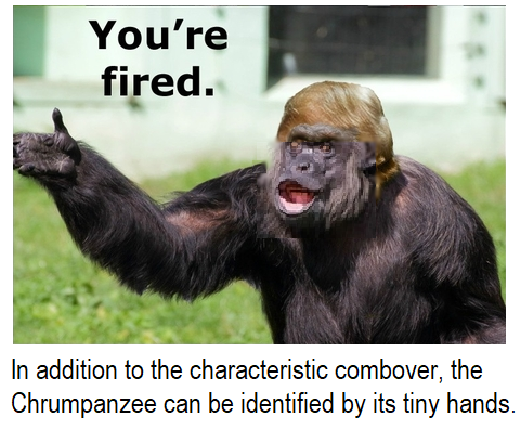 File:Chrumpanzee -- Your Fired.png