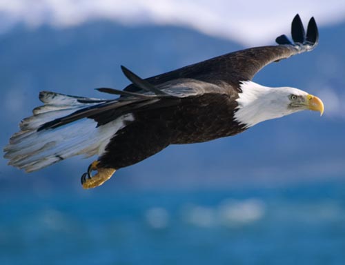 File:Bald-eagle-flight.jpg