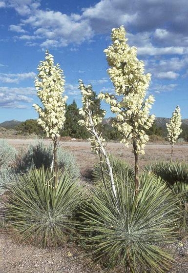 File:Yucca elata subsp. utahensis fh 1178.4 NV B.jpg