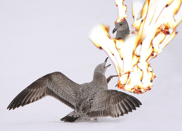 File:Bird on fire.jpg