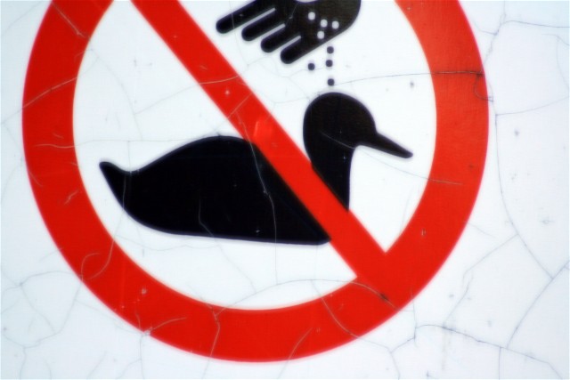 File:Do not feed the ducks.jpg