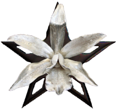 File:Orchidstar.png