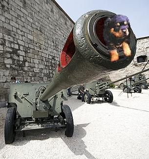 File:Puppy cannon.JPG