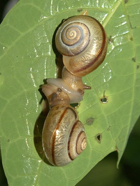 File:Mating of Snails.jpg