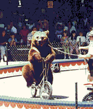 File:Bear bike.gif