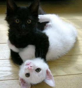 File:Cats-white-black.jpg