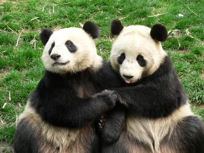 File:Pandas holding hands.jpg