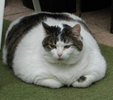 File:Fat cat 4.jpg