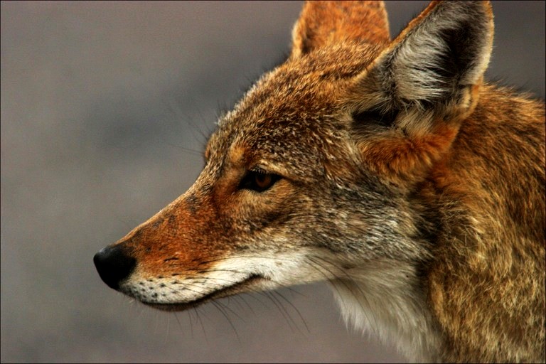 File:Coyote-22.jpg