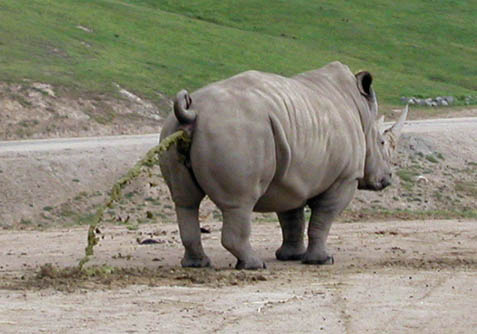 File:Rhino poo.jpg