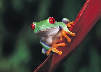 File:Frogs5.jpg