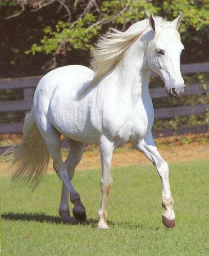 File:White horse 4543.jpg
