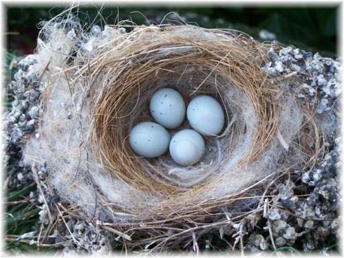 File:Bird's Nest.jpg