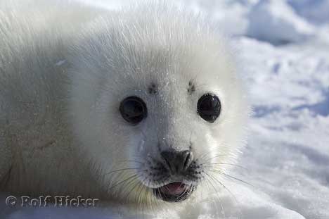 File:Baby seal.jpg