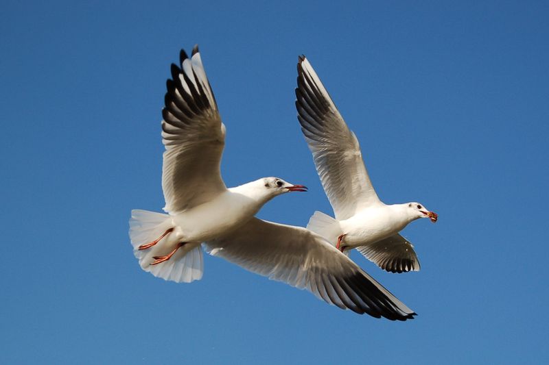 File:800px-Little gulls.jpg