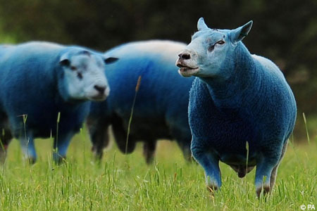 File:Blue sheep.jpg