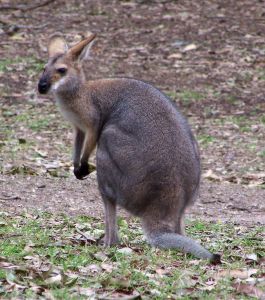 File:Kangaroo caste.jpg