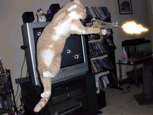 File:Cat gun-708064.jpg