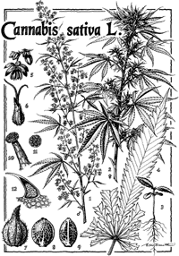 File:Cannabis sativa L-picture.gif