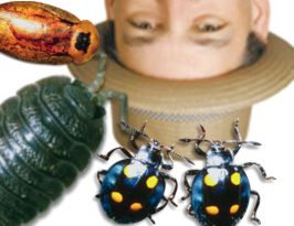 File:Insects.jpg