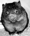 File:Golden peruvian wombat.jpg