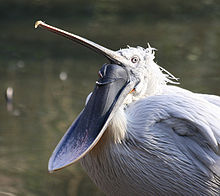 File:Pelican with open pouch.jpg