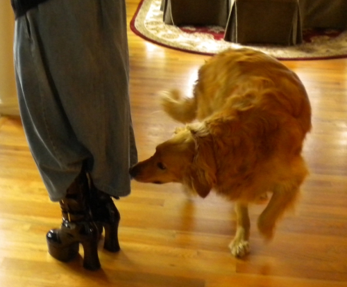 File:100606 dog sniffing boots.jpg