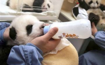 File:Cute panda cub.jpg