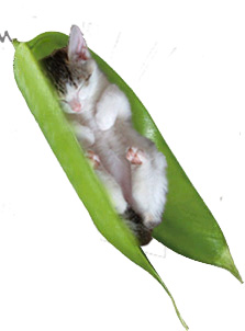 Kitten Plant.jpg