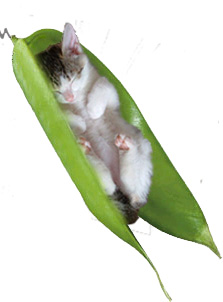 File:Kitten Plant.jpg
