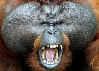 File:Orangutan Male.jpg