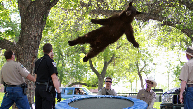 File:Colorado bear.jpg