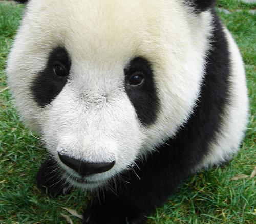 File:Panda!.jpg