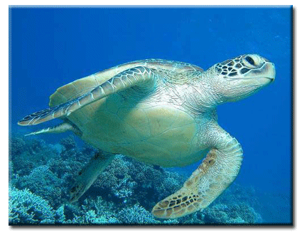 File:Sea-turtle.gif