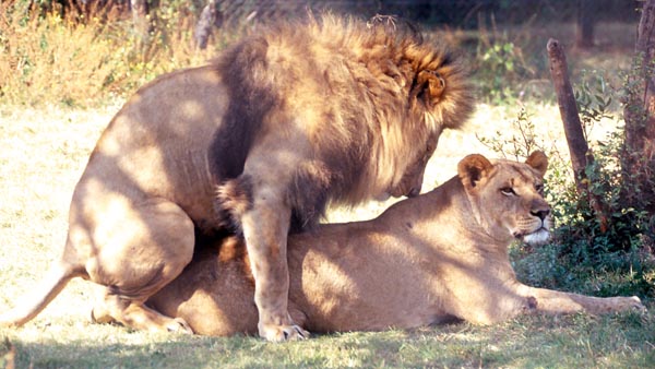 File:Lion pride.jpg