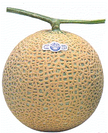 File:Melon.JPG