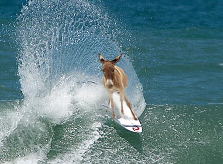 File:Surfer donkey.jpg