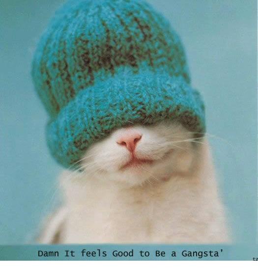 File:Gangster Cat.jpg