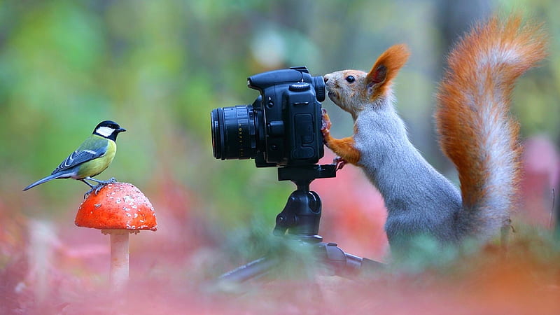 File:Squirrel-with-camera.jpg
