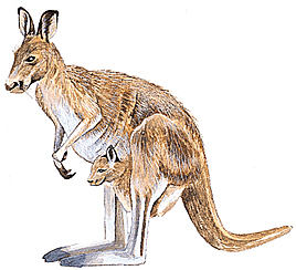 File:Kangaroo.jpg