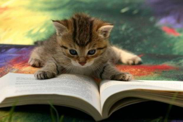 File:Cat-catreadingbook03.jpg