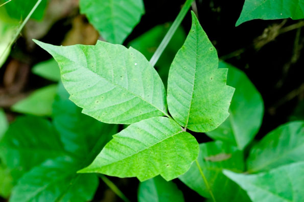 File:Poison-ivy-plant-1.jpg