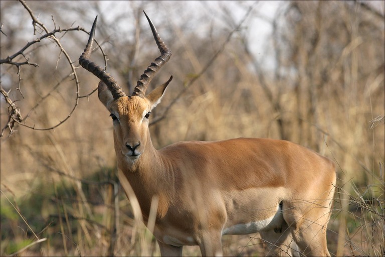 File:Male-antelope.jpg